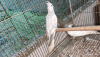 Cockatiel Male & Female